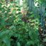 Cotoneaster acutifolia